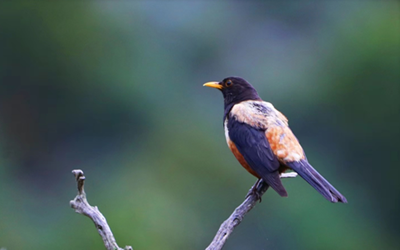 棕背黑頭鶇。江文江措攝