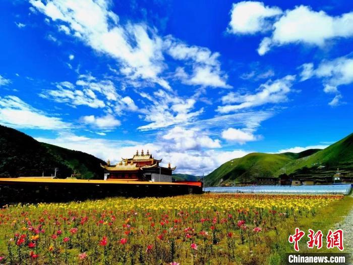 近百畝百合花競相開放，景色誘人?！∪捞量h委宣傳部供圖