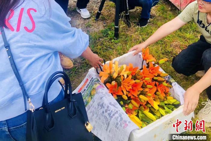 村民采摘百合花?！∪捞量h委宣傳部供圖