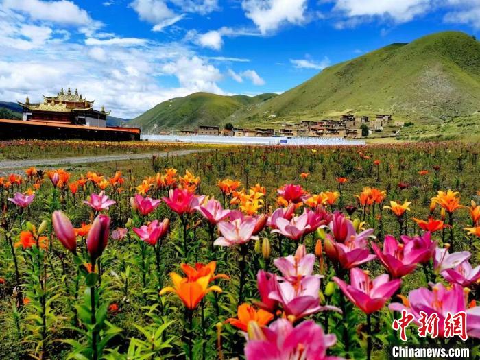 近百畝百合花競相開放，景色誘人?！∪捞量h委宣傳部供圖