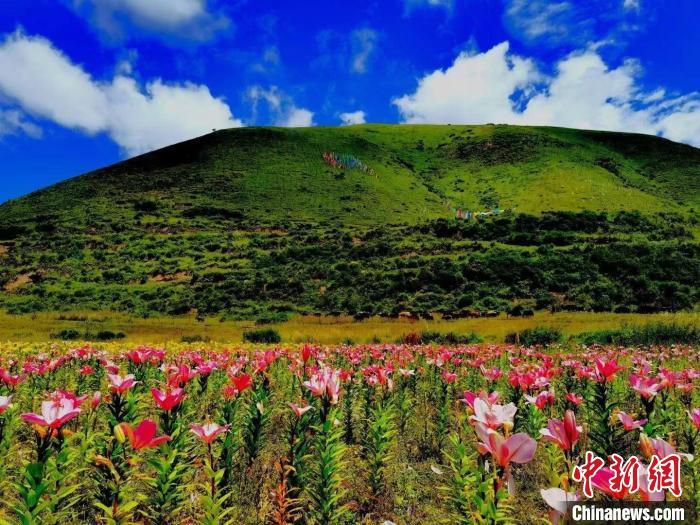 近百畝百合花競相開放，景色誘人?！∪捞量h委宣傳部供圖
