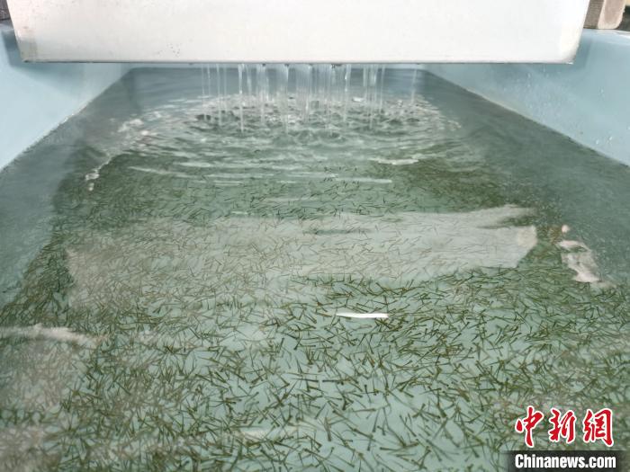 圖為正在育苗。　張?zhí)砀?攝