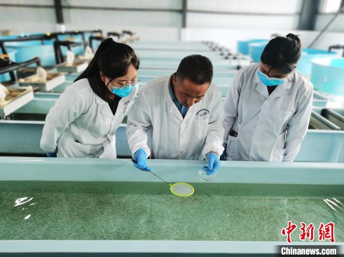 圖為工作人員檢查魚苗?！?zhí)砀?攝