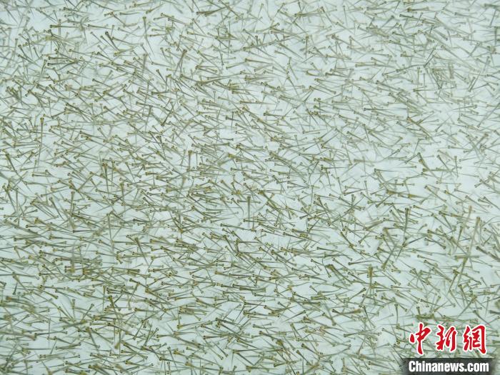 圖為密集培育的魚苗?！?zhí)砀?攝