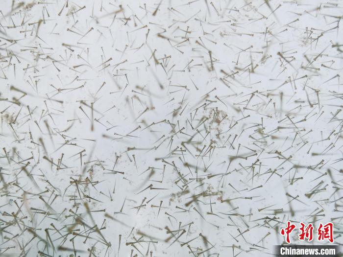 圖為魚苗?！?zhí)砀?攝