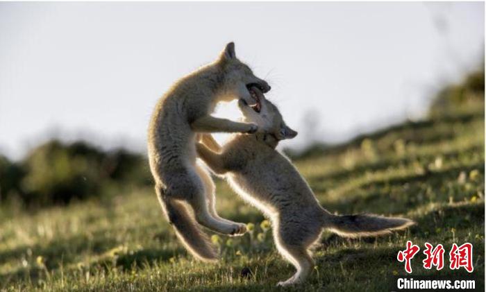 圖為郝進(jìn)芳的作品《難分勝負(fù)》?！∏嗪Ｊ∑钸B山自然保護(hù)協(xié)會(huì)供圖