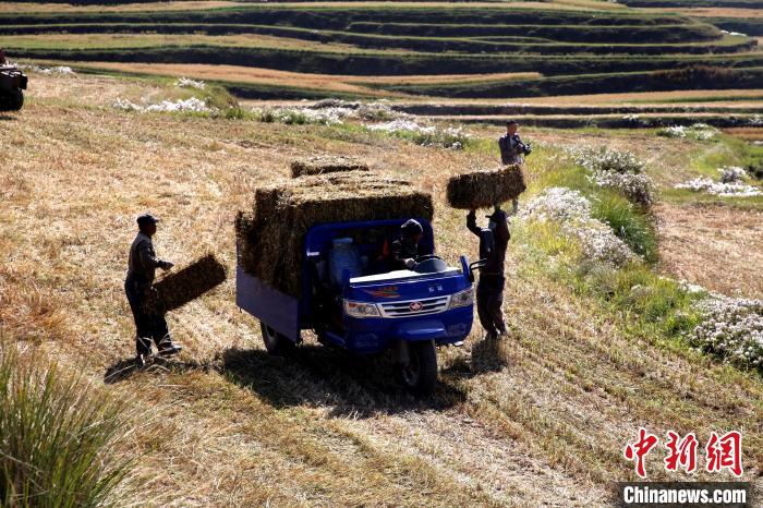 圖為飼草晾曬、打捆?！●R芝芬 攝