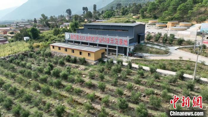 伍合村的油橄欖種植基地。　高嘉琪 攝