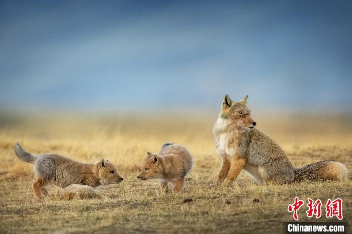 圖為焦生福的作品《居安思?！??！∏嗪Ｊ∑钸B山自然保護(hù)協(xié)會(huì)供圖