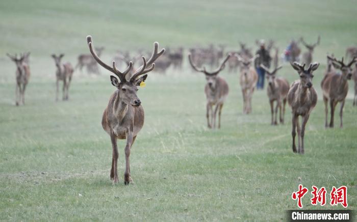 2022年夏日時節(jié)，甘肅張掖市肅南縣祁連山下的馬鹿養(yǎng)殖基地。(資料圖) 楊艷敏 攝