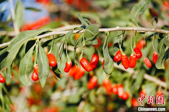 圖為柴達(dá)木盆地有機(jī)枸杞。　孫睿 攝