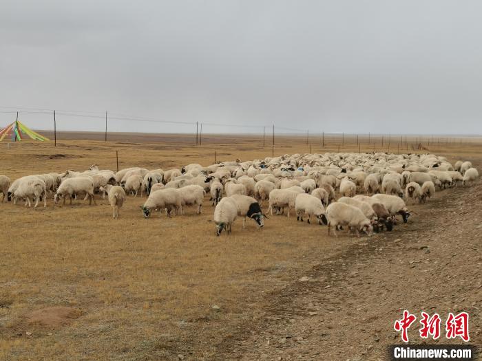 圖為瑪多藏羊?！‖敹嗫h委宣傳部 供圖