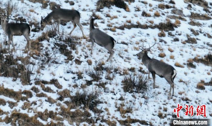 圖為巖羊和馬鹿集體覓食?！《继m縣融媒體中心 供圖