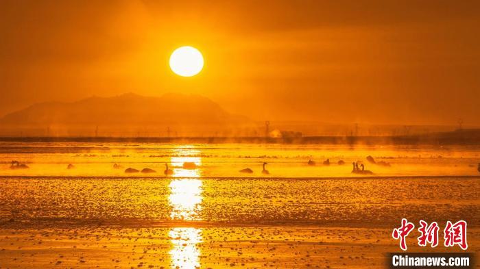 圖為天鵝群在湖中休憩。　何啟金 攝