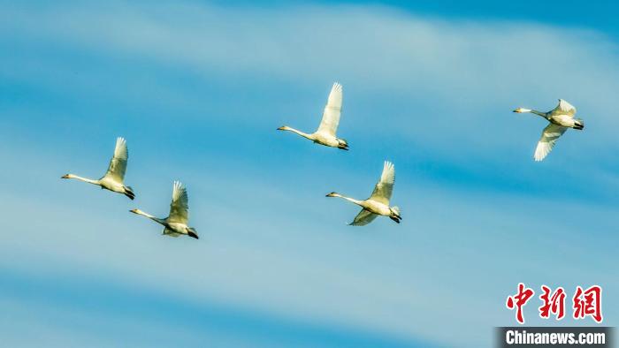 圖為天鵝在空中飛翔?！『螁⒔?攝