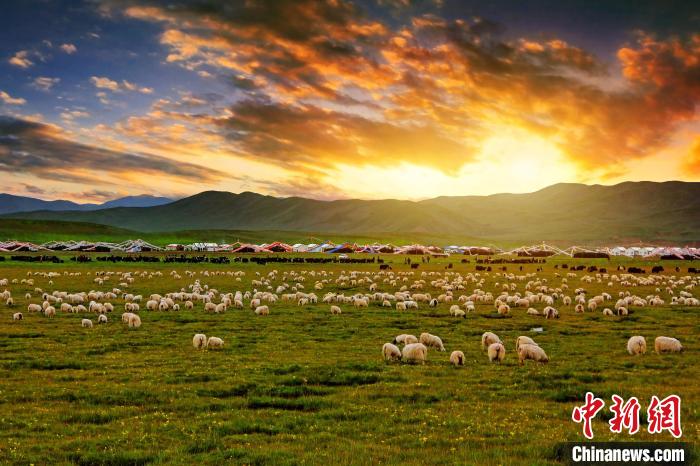 資料圖為青海省玉樹州稱多縣草原風(fēng)光?！」?攝