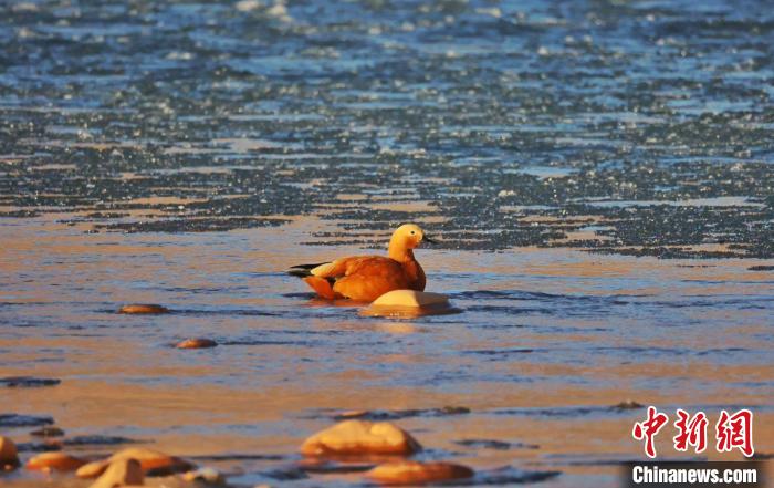 圖為赤麻鴨自在游曳?！“兹斩〔冀?攝