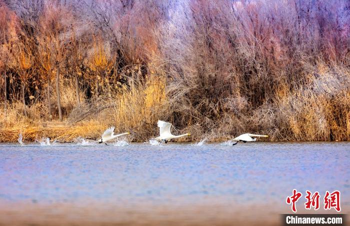 圖為起舞的天鵝與碧波蕩漾的湖面相映成趣?！『?jiǎn)約 攝