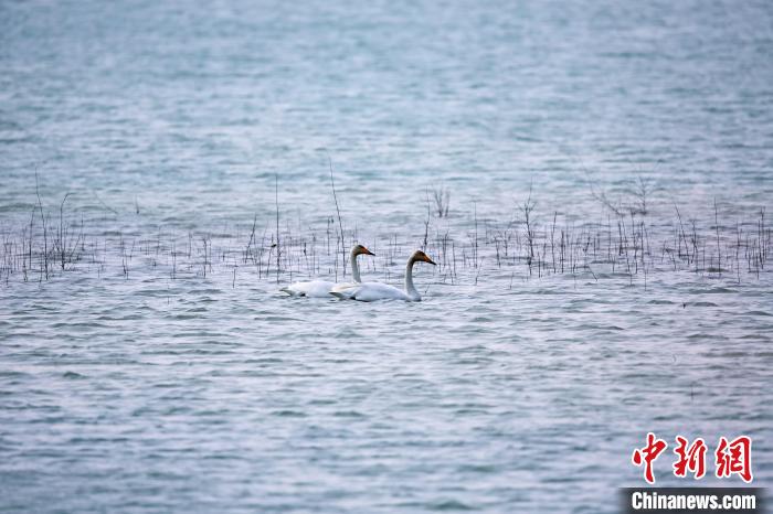 圖為天鵝在湖面嬉戲。　筱筱君 攝