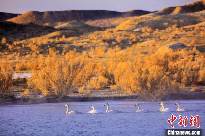 圖為黃河岸畔貴德縣迎來天鵝“做客”。　筱筱君 攝