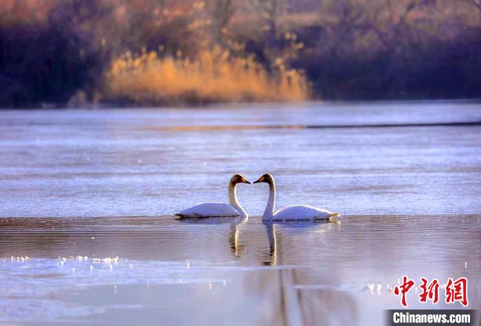 圖為天鵝在湖面嬉戲。　筱筱君 攝