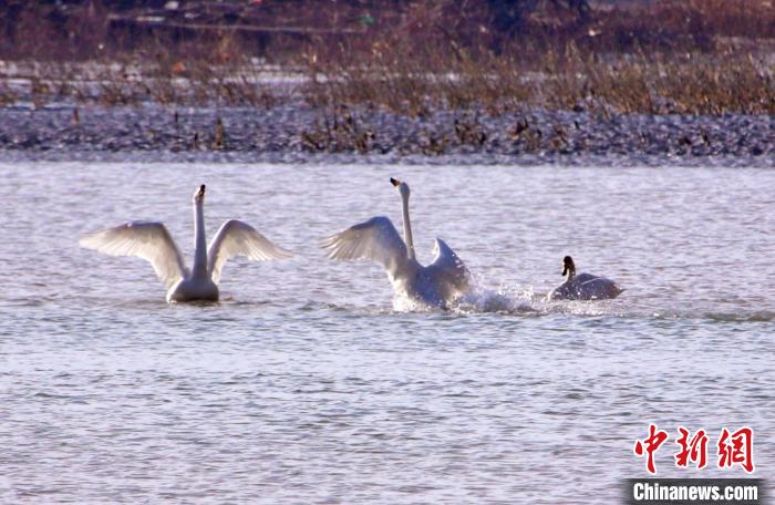 圖為黃河岸畔貴德縣迎來天鵝“做客”?！◇泱憔?攝