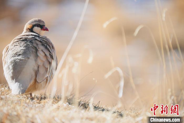 圖為都蘭縣境內(nèi)的鳥類?！±?攝