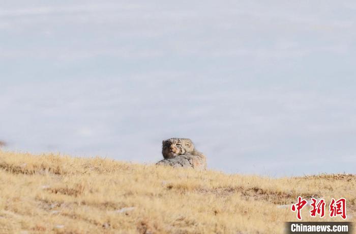 圖為回頭張望的兔猻?！±?攝