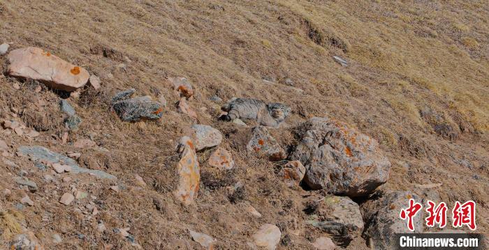 圖為兔猻?！±?攝