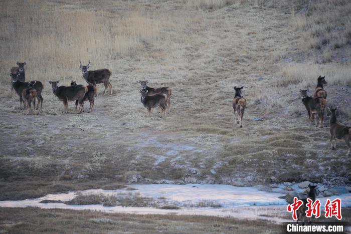 圖為都蘭縣境內(nèi)的野生動物。　拉毛杰 攝