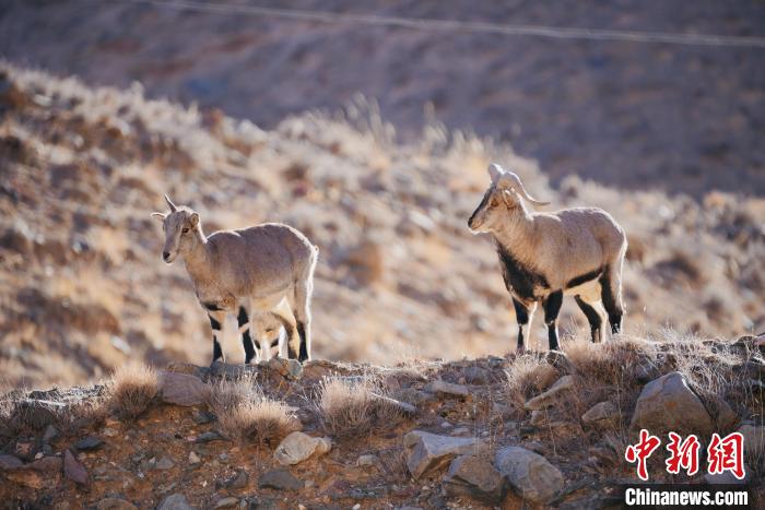 圖為都蘭縣境內(nèi)的野生動物?！±?攝