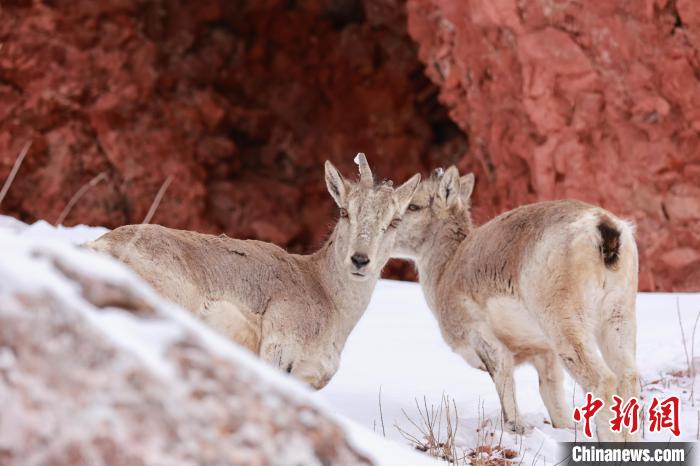 圖為在雪中悠然自得的巖羊。　白日丁布江才 攝