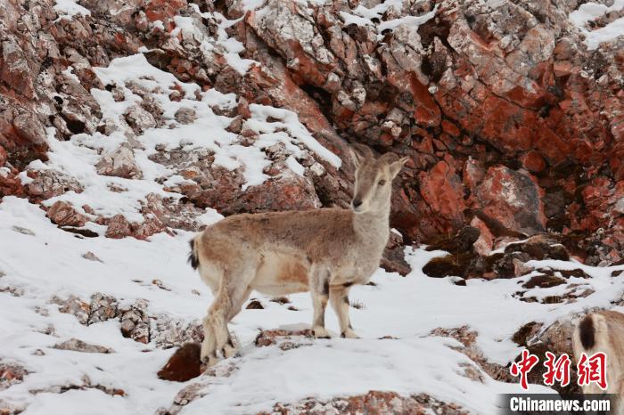 圖為在雪中悠然自得的巖羊?！“兹斩〔冀?攝