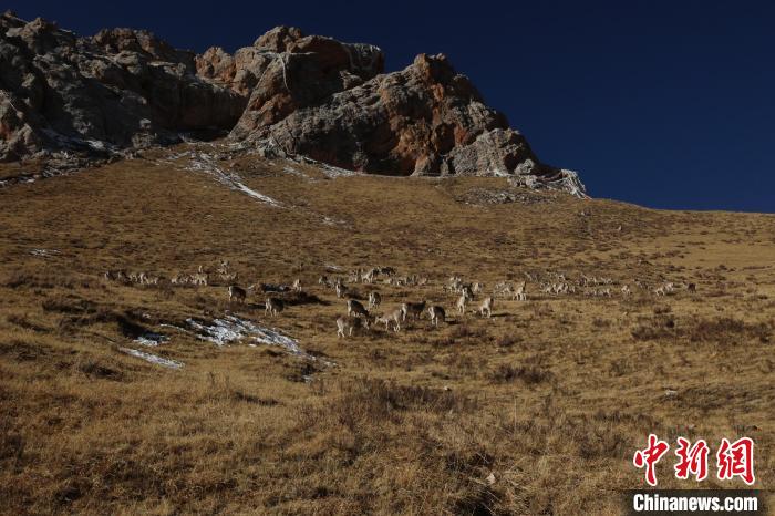 圖為巖羊群。　白日丁布江才 攝