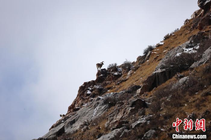 圖為在山崖上站立的巖羊?！“兹斩〔冀?攝