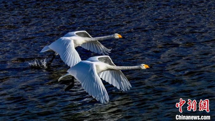 圖為兩只大天鵝?！黎?攝