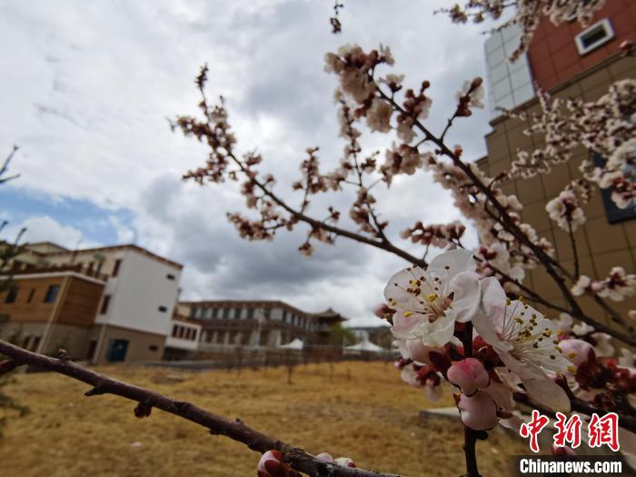 青海：初春遇降雪，百里不同“風(fēng)”