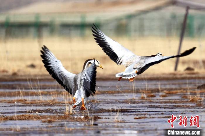圖為斑頭雁嬉戲飛翔?！“?攝