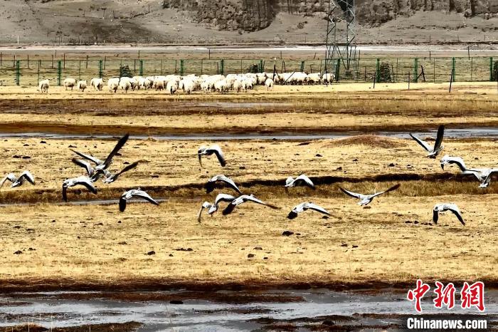 圖為斑頭雁在羊群邊飛翔?！“?攝