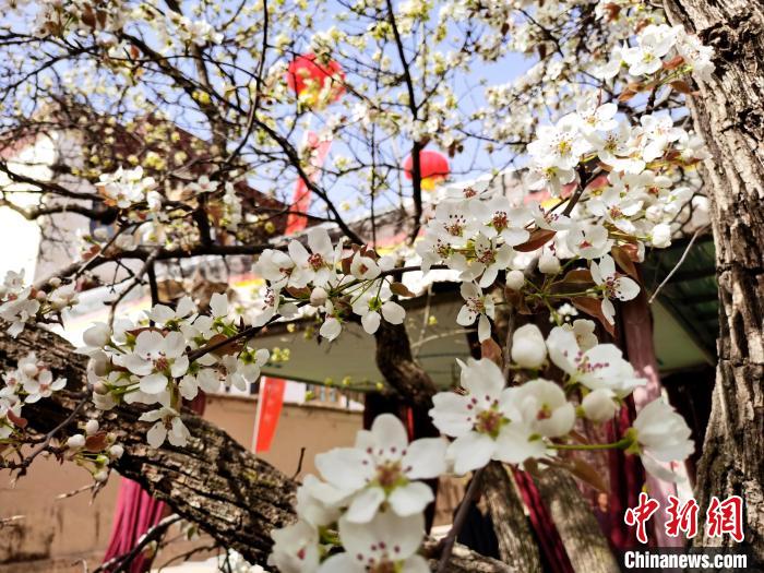 青海尖扎噶達(dá)莊園：百年“后花園”梨花盛開，舉目皆春色