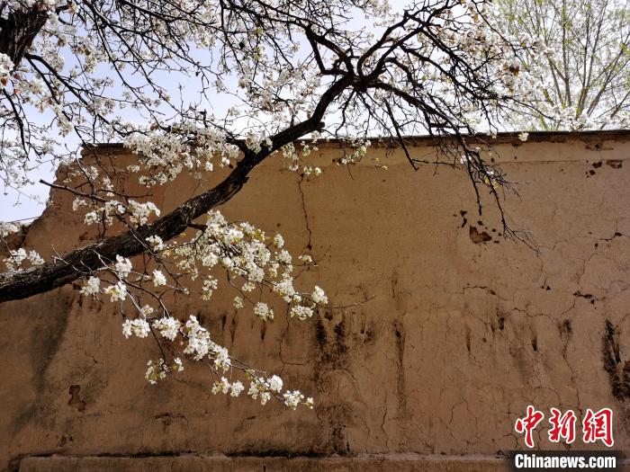 圖為一面土墻旁邊的梨花?！?zhí)砀?攝