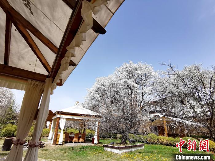 圖為梨花?！?zhí)砀?攝