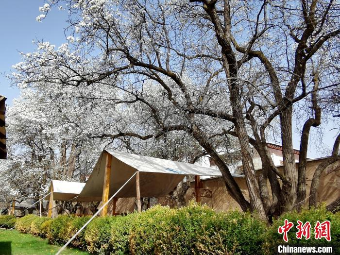 圖為尖扎噶達(dá)莊園內(nèi)的梨花?！?zhí)砀?攝