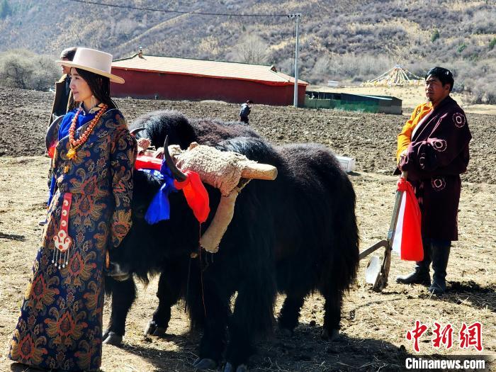 圖為藏族民眾牽著耕牛參加春耕儀式。　王麗山 供圖