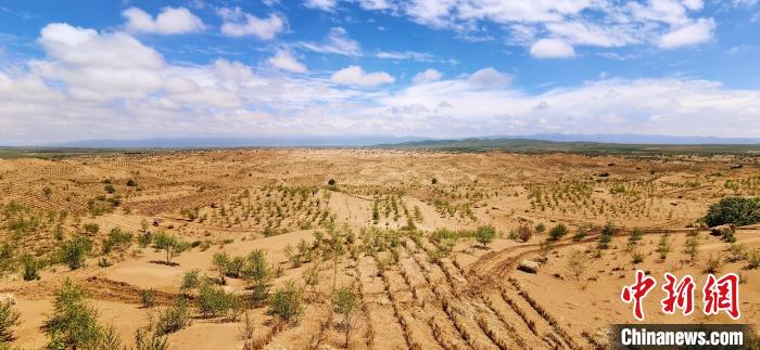 資料圖為貴南縣黃沙頭的防沙治沙草方格。　祁增蓓 攝