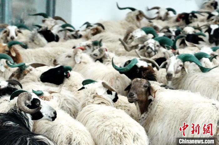 圖為被評為國家農(nóng)產(chǎn)品地理標(biāo)志保護(hù)產(chǎn)品的剛察藏羊進(jìn)場入圈?！〔讨绢?攝