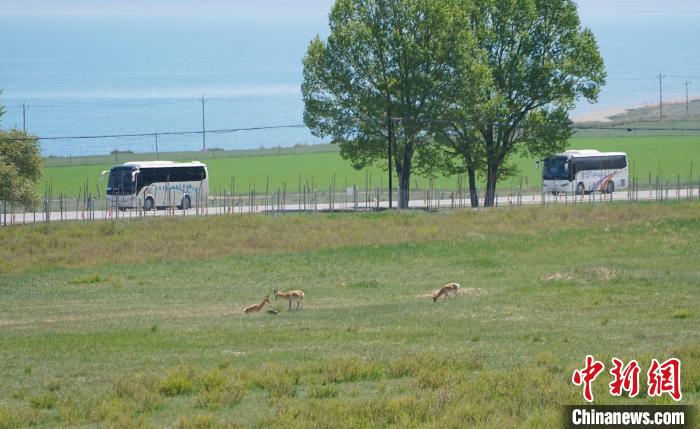圖為成群普氏原羚在草場上愜意覓食，悠閑自在?！●R銘言 攝
