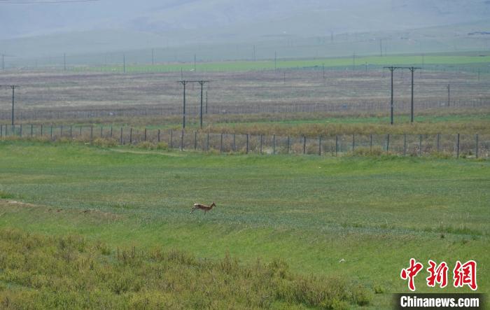 圖為一只普氏原羚在草場上奔跑?！●R銘言 攝