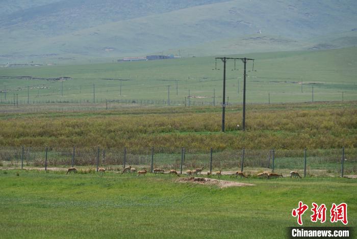 圖為成群普氏原羚在草場上愜意覓食，悠閑自在?！●R銘言 攝