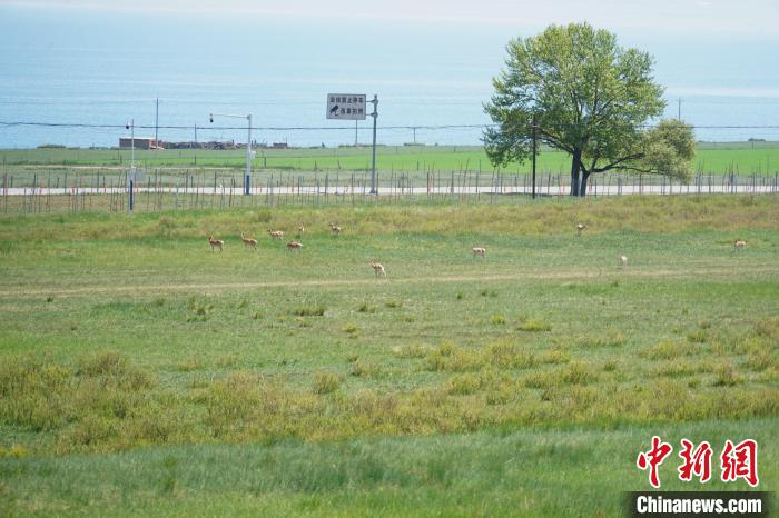 圖為成群普氏原羚在草場上愜意覓食，悠閑自在。　馬銘言 攝